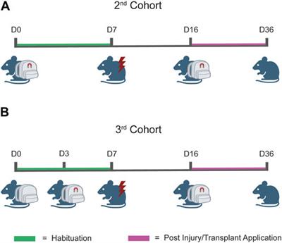 3D-printed weight holders design and testing in mouse models of spinal cord injury